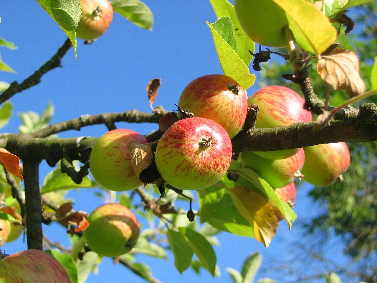 15 Äpfel auf dem Baum